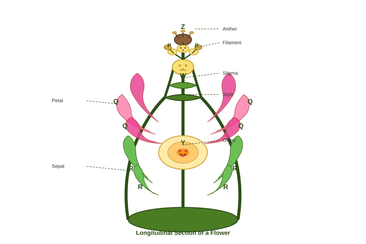 Diagram for Q5 (P5 Science)