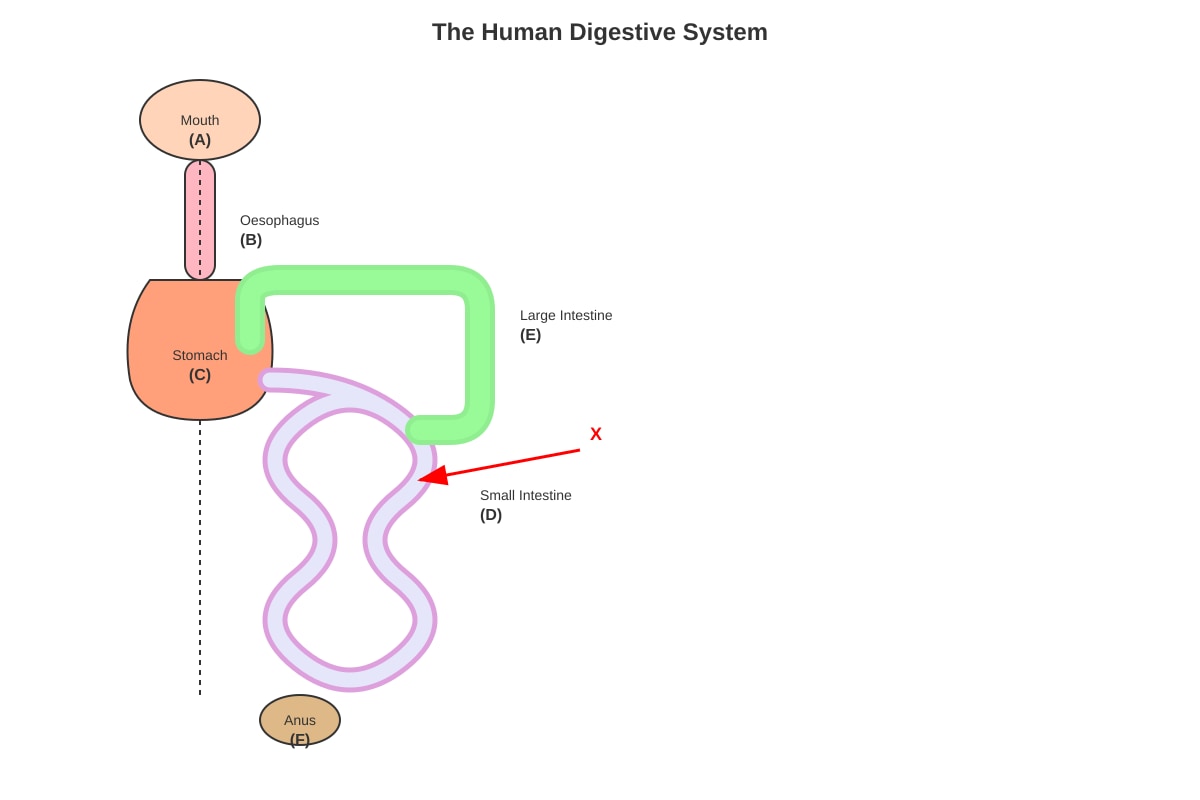 Diagram for Q7 (P5 Science)